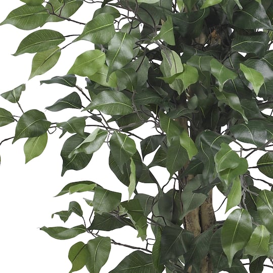 3ft. Potted Ficus Tree